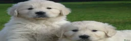 Golden Retriever dogs for sale: GOLDEN RETRIEVER PUPPIES READY in Hyde - Advert 3