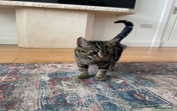 Domestic Shorthair cats for sale: Sweet tabby cat looking for a loving home - Image 1