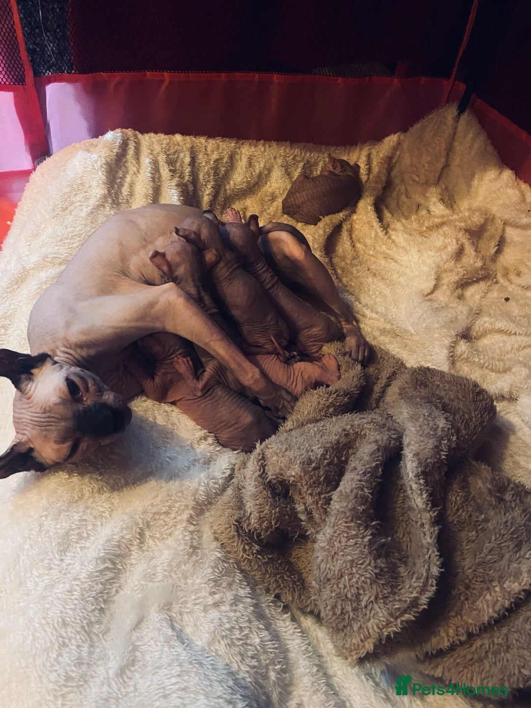 Sphynx cats for sale: Sphynx Elf’s  - Image 2