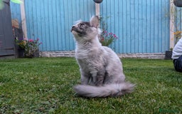 Maine Coon cats for sale: Maine coons 1 Boy left ready now - Image 28