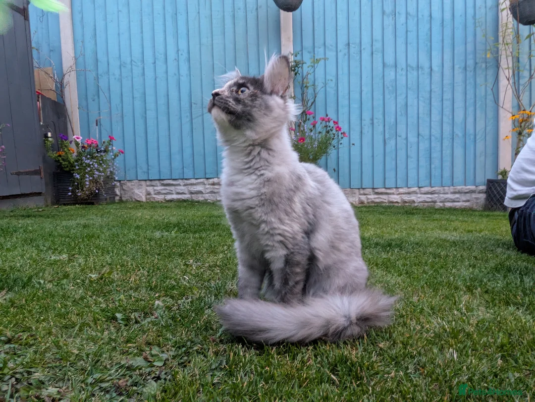 Maine Coon cats for sale: Beautiful female smoked tortie - Advert 29