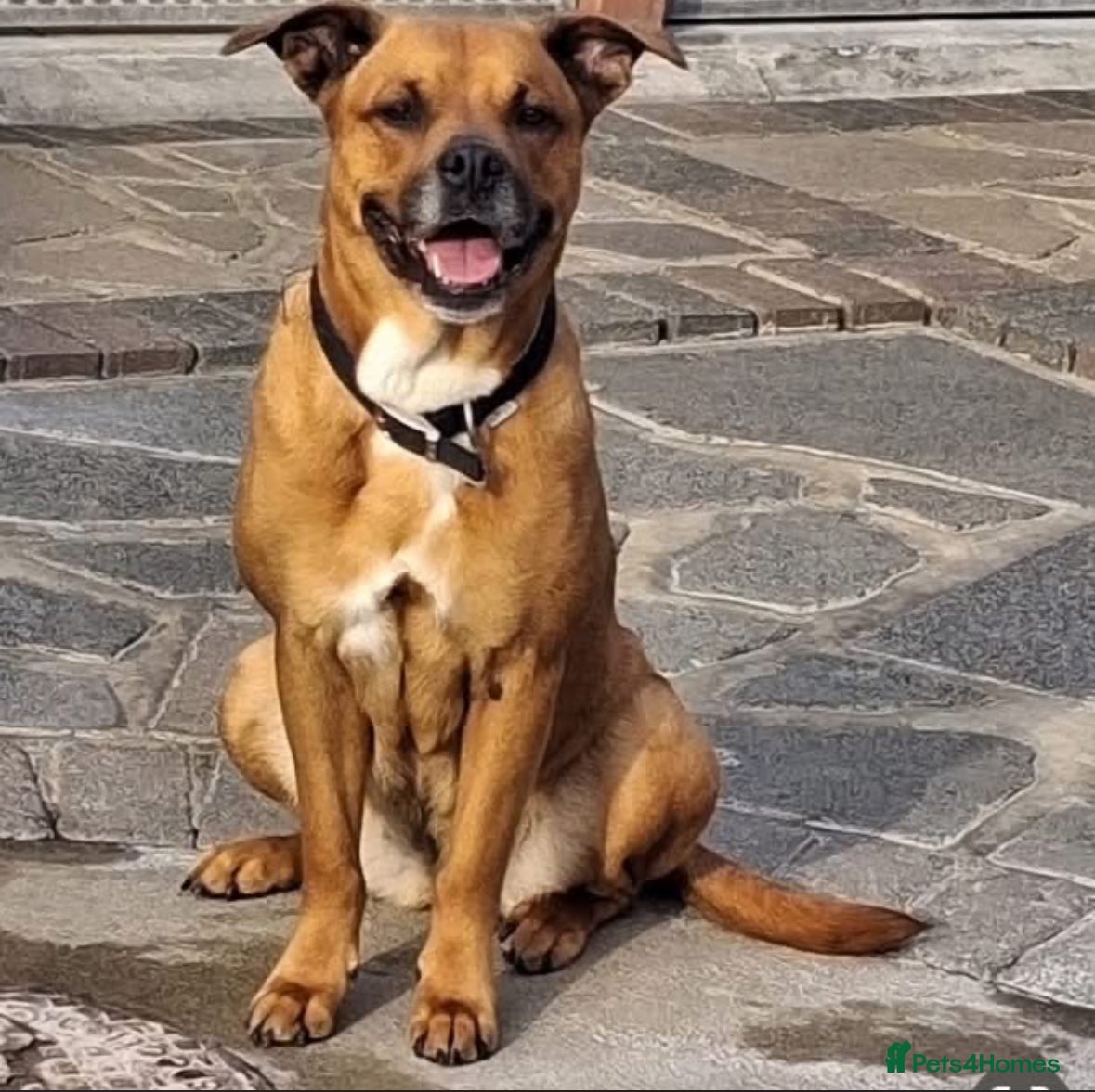 Mixed Breed dogs Princess and Smokey - Advert 3