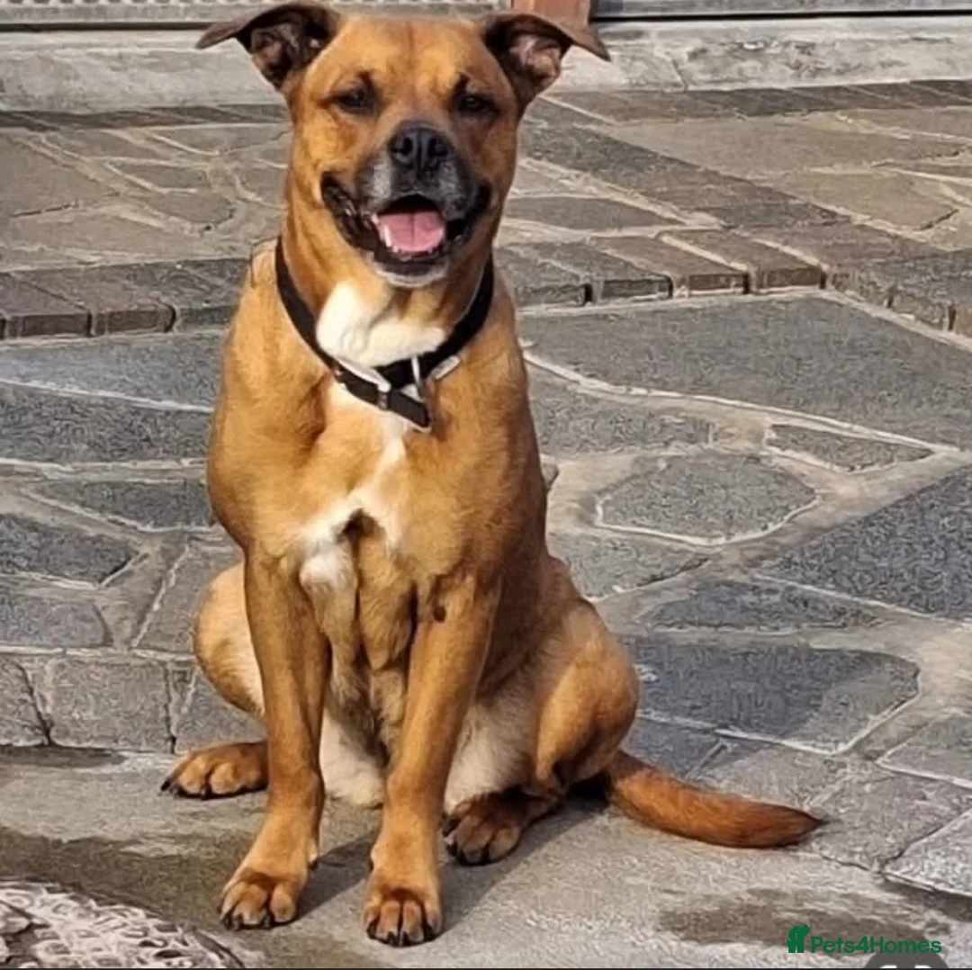 Mixed Breed dogs for sale: Princess and Smokey - Advert 1