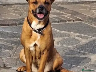 Mixed Breed dogs Princess and Smokey - Advert 1