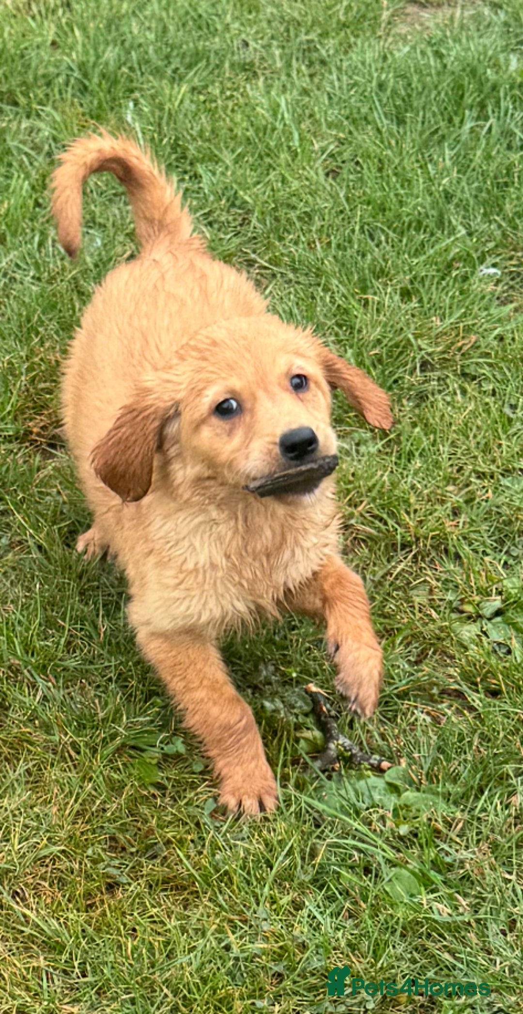 Golden Retriever dogs for sale: Dark fox red KC golden retriever puppies - Image 24