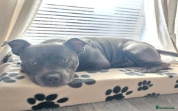 Staffordshire Bull Terrier dogs for stud: Blue short leg staffy for stud - Image 5