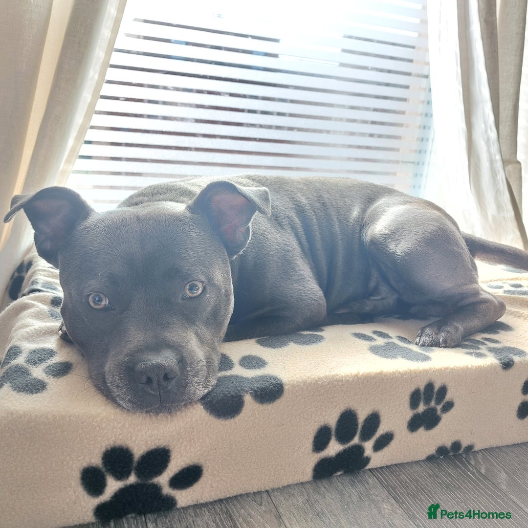 Staffordshire Bull Terrier dogs for stud: Blue short leg staffy for stud - Image 5