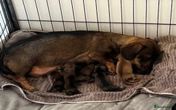 Miniature Dachshund dogs for sale: Miniature Wire Haired Dachshund Puppies - Image 9