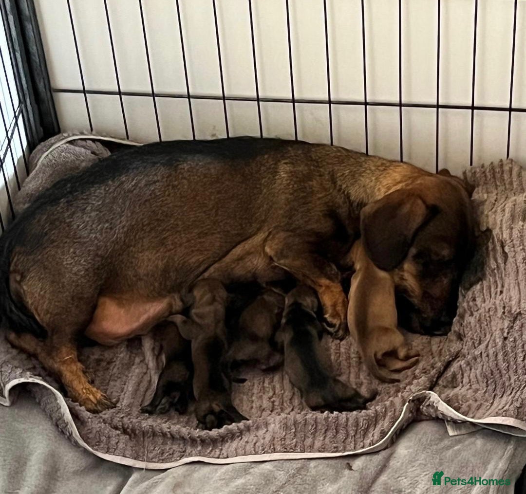 Miniature Dachshund dogs for sale: Miniature Wire Haired Dachshund Puppies - Image 9