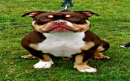 American Bully dogs for stud: Pocket bully stud  - Image 6
