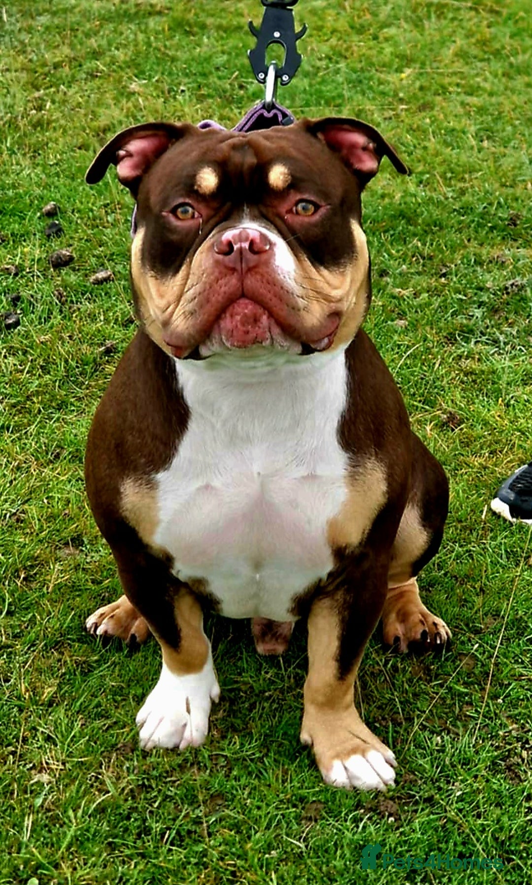 American Bully dogs for stud: Pocket bully stud  - Image 6