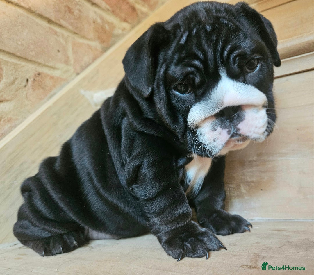 English Bulldog dogs for sale: Outstanding KC English Bulldogs, Top Quality Pups - Image 14
