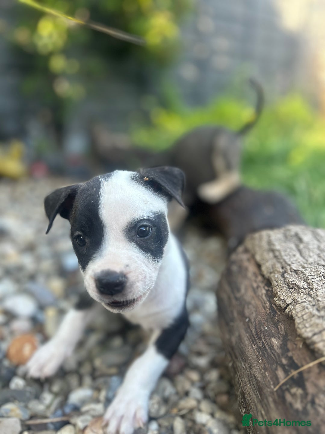 Mixed Breed dogs for sale: Mastiff x staff puppies  - Image 2