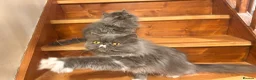 Persian cats for sale: Registered Pedigree solid blue Persian Kitten - Advert 3