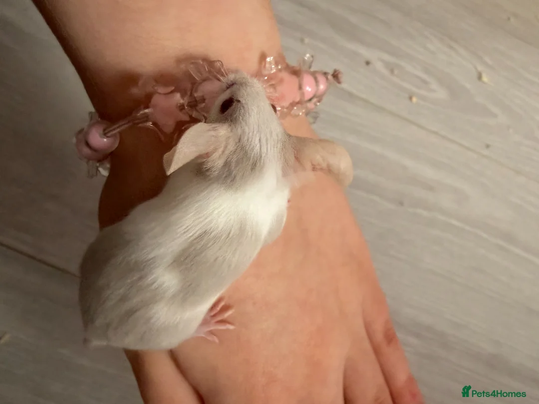 Mouse rodents for sale: Sweet Mice for Adoption from Rescue - Advert 1