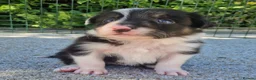 Border Collie dogs for sale: Border Collie Puppies  - Advert 4