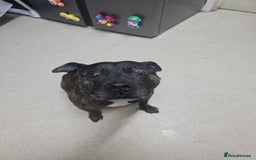 Staffordshire Bull Terrier dogs for sale: To good home - Image 10