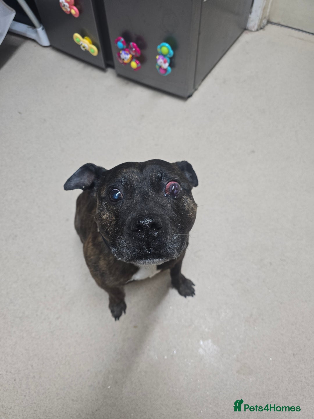 Staffordshire Bull Terrier dogs for sale: To good home - Image 10