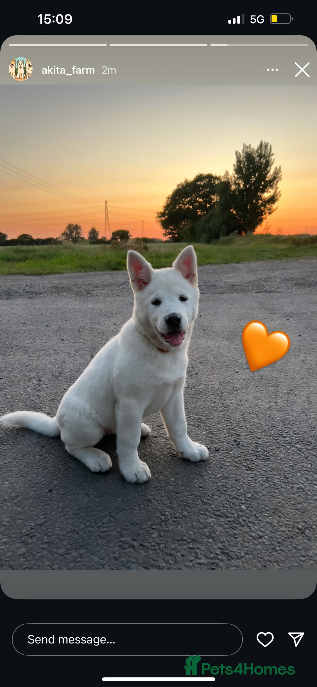 Akita dogs for sale:  2 Beautiful white American Akita female in Wolverhampton - Image 29