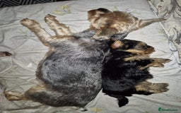 Yorkshire Terrier dogs for sale: ✨🐾last girl Mini Yorkshire Terrier Puppies –  🐾✨ - Image 2