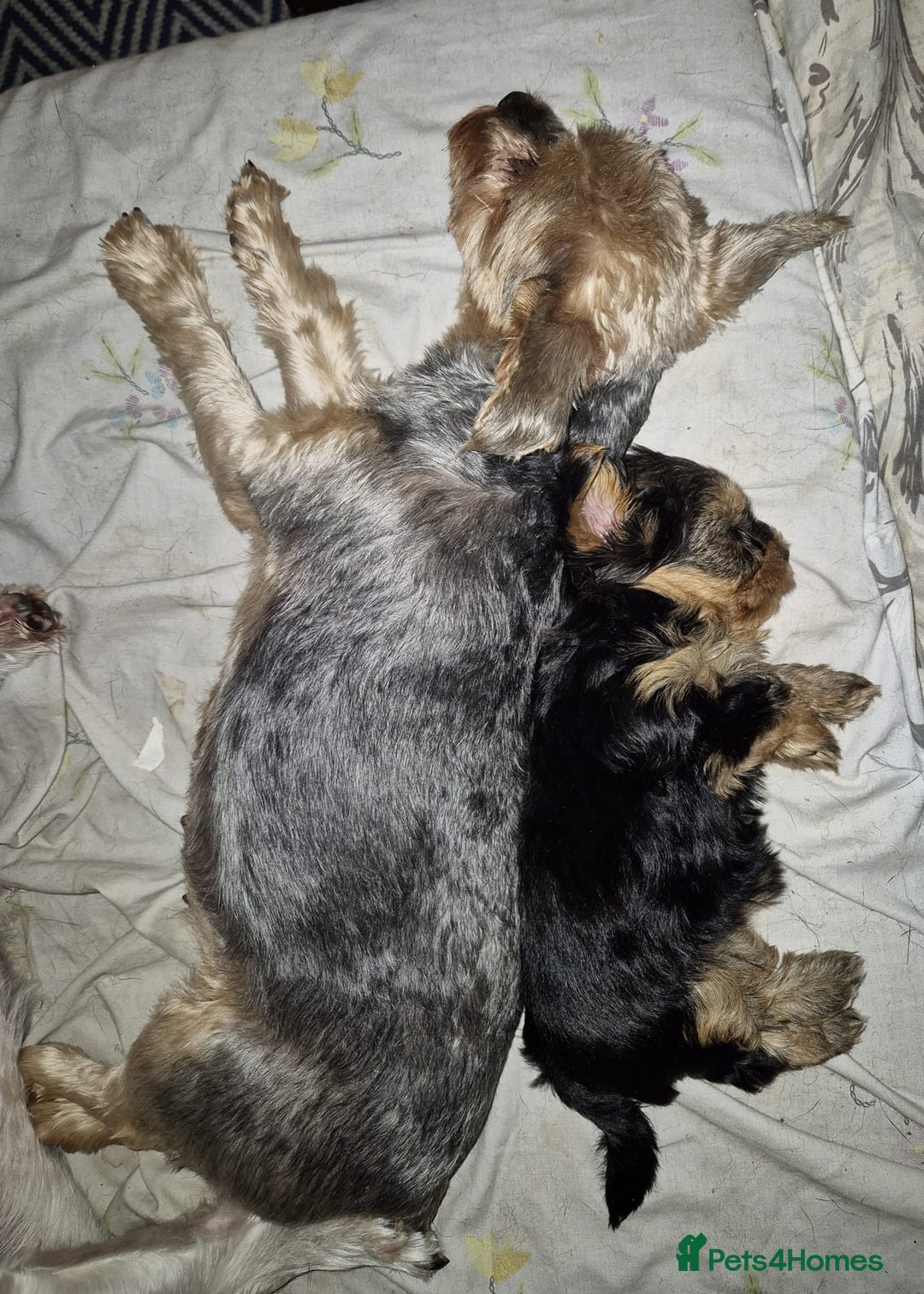 Yorkshire Terrier dogs for sale: ✨🐾last girl Mini Yorkshire Terrier Puppies –  🐾✨ - Image 2