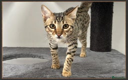 Savannah cats for sale: Dramatically reduced and ready F5 SBT Savannahs in Bingley - Image 29