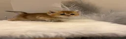 British Shorthair cats for sale: Golden & Silver BSH. 100% Pure pedigree Registered - Advert 16