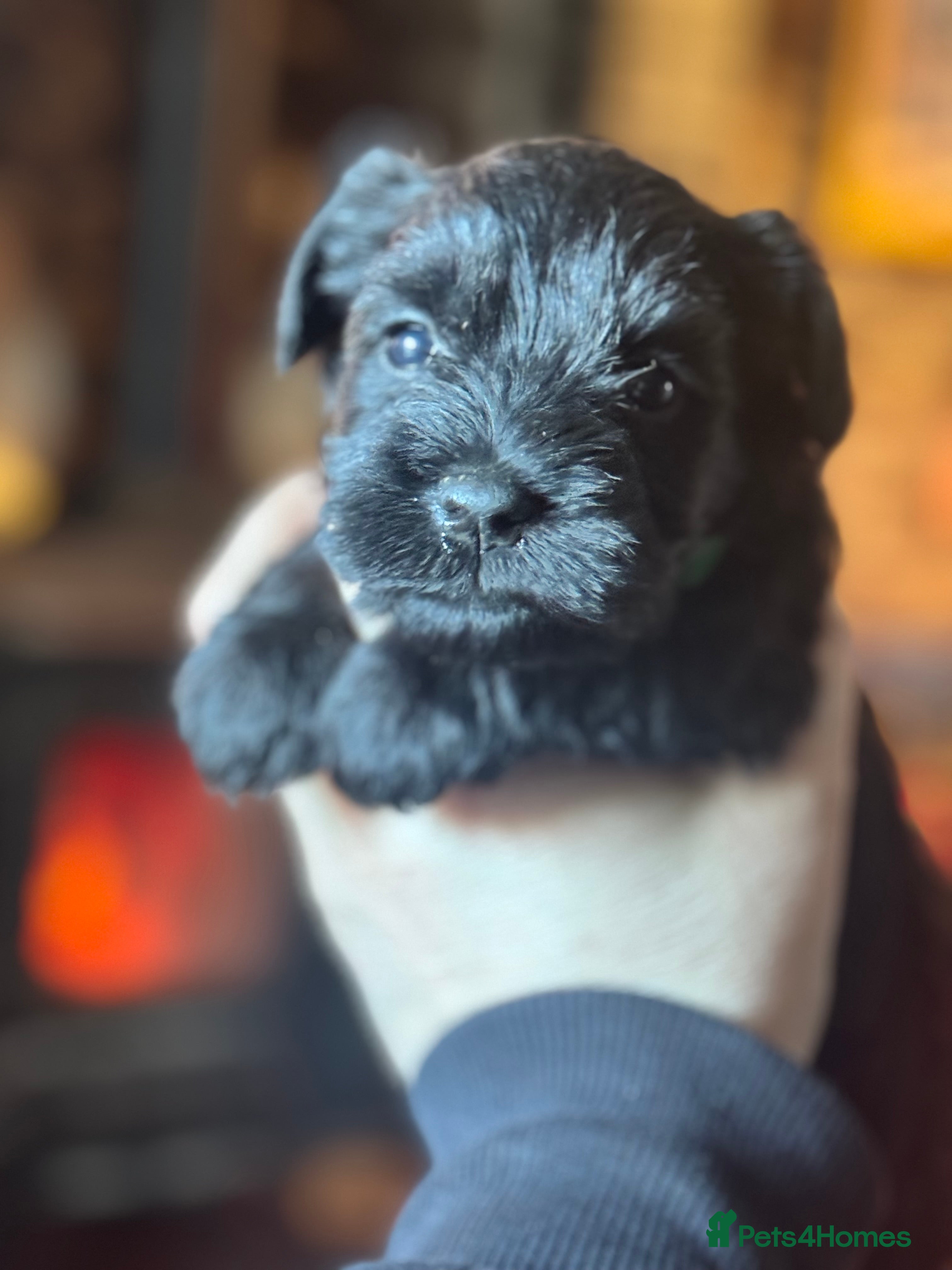 Miniature Schnauzer dogs KC black miniature schnauzer puppies - Advert 4