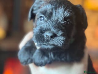 Miniature Schnauzer dogs KC black miniature schnauzer puppies - Advert 3