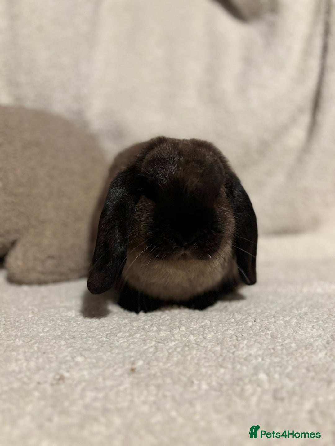 Mini Lop rabbits for sale: Stunning mini lop doe for sale 🫶🏻 - Advert 3
