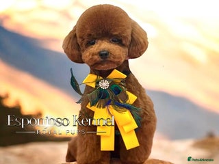 Toy Poodle dogs 🔥One-in-a-Million Asian ☕️ toy poodle DNA Stud🧸 in Thetford - Advert 1