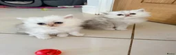 Persian cats for sale: Confidence silver tipped Persian kittens - Advert 9