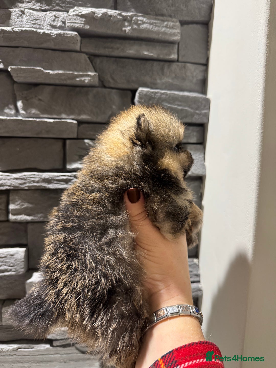 Pomeranian dogs for sale: Little male pomeranian - Image 3