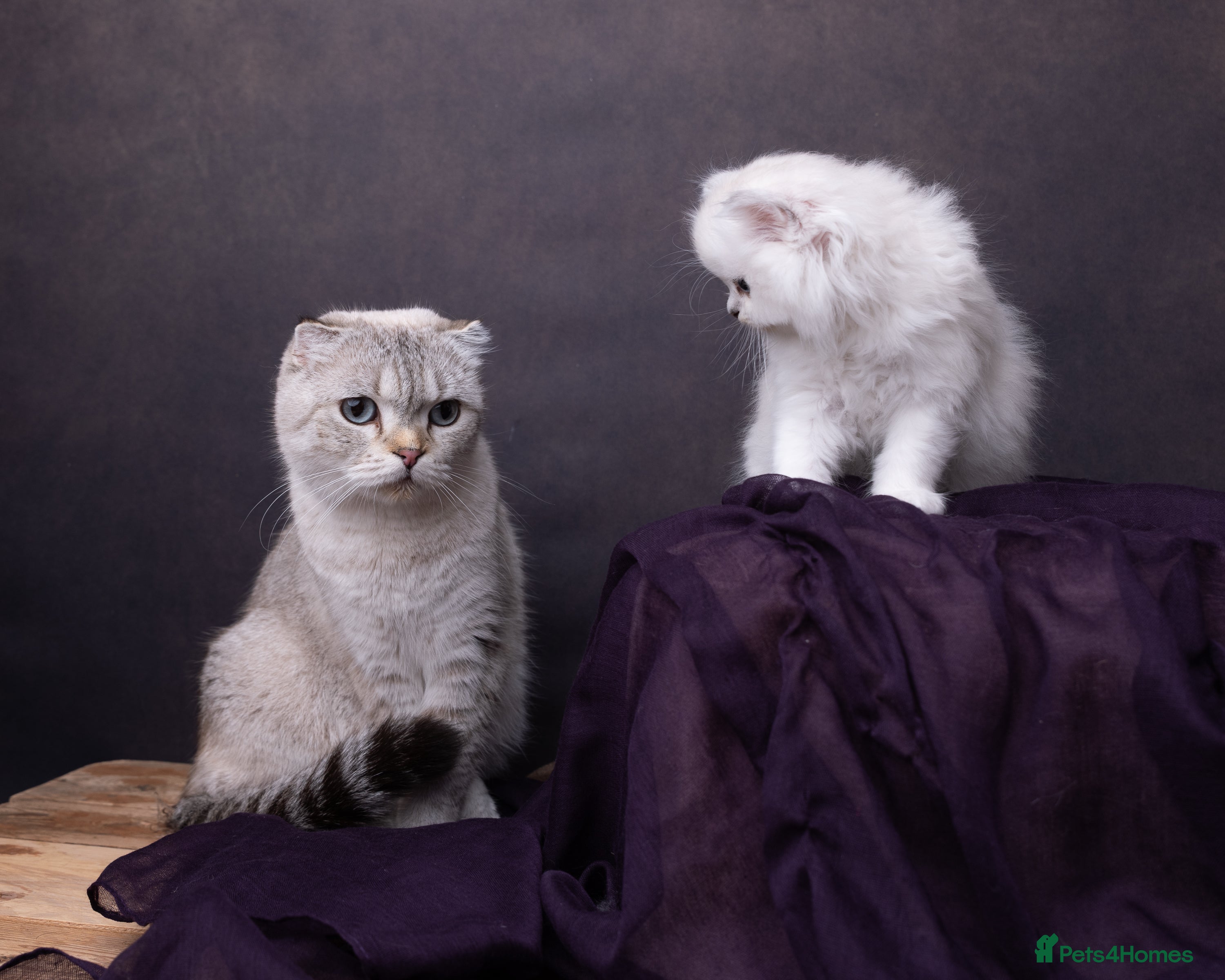 Scottish Fold cats  Scottish Fold Kittens for Sale 🐾 - Advert 2