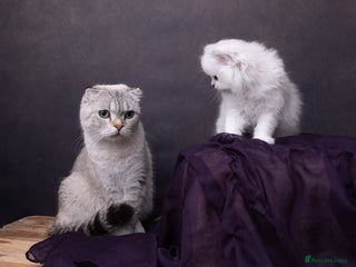 Scottish Fold cats Scottish Fold Kittens for Sale 🐾 - Advert 2