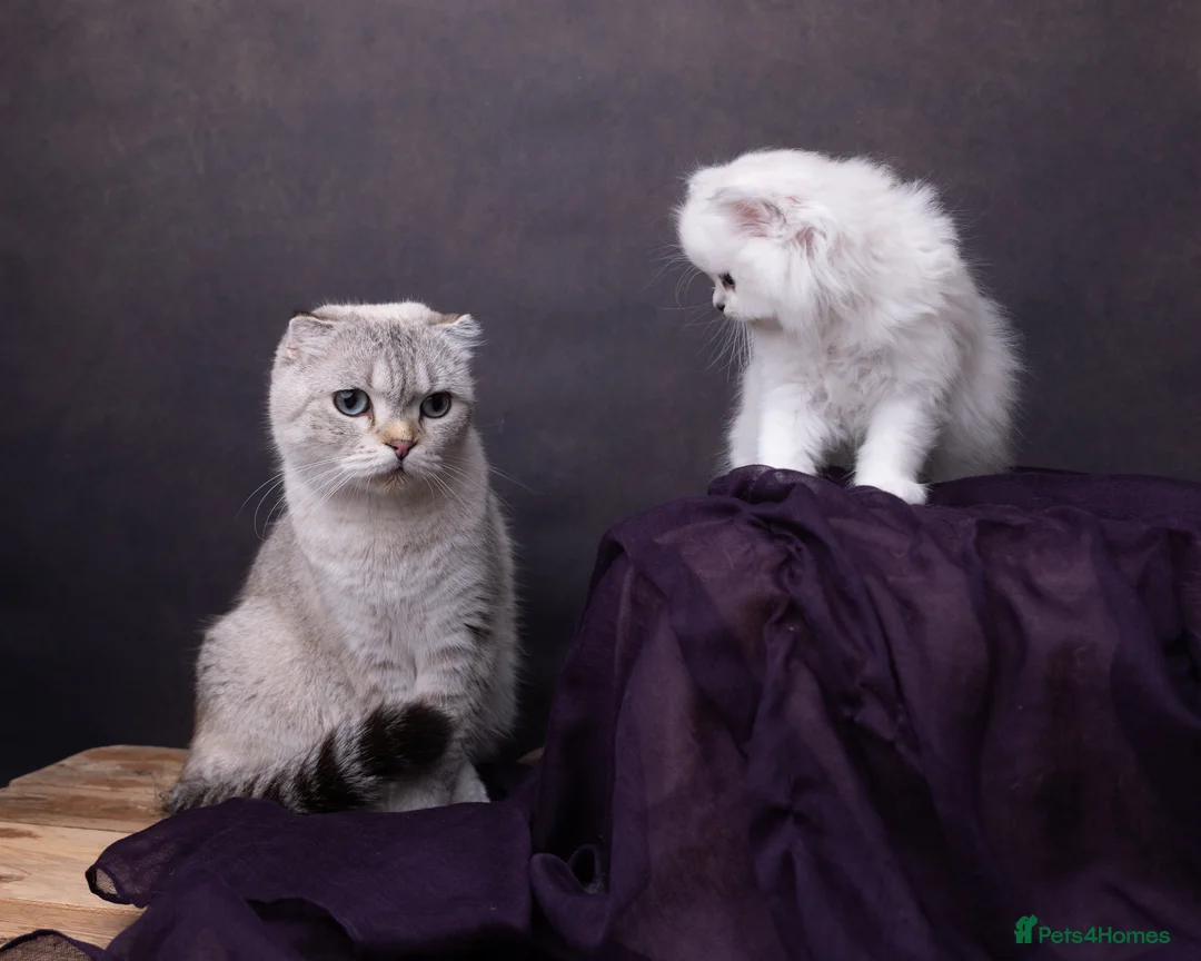 Scottish Fold cats for sale: Purebred Chinchilla Scottish Fold Kittens  🐾 - Advert 5