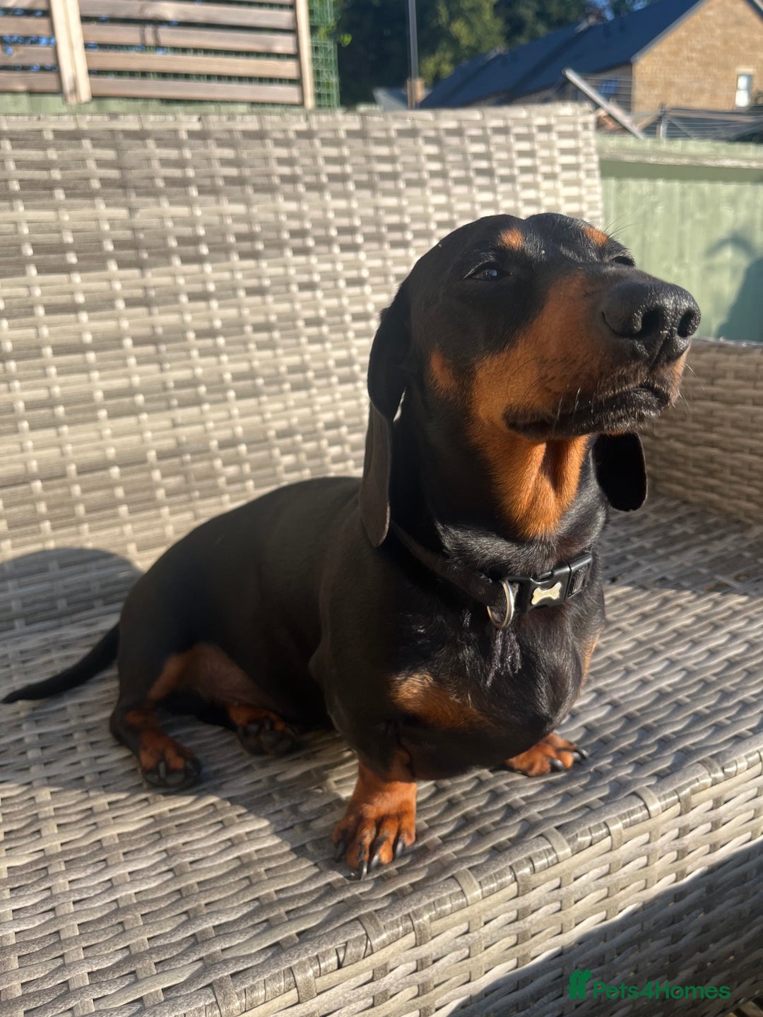 Dachshund dogs for stud: Handsome boy ready to stud  - Advert 4