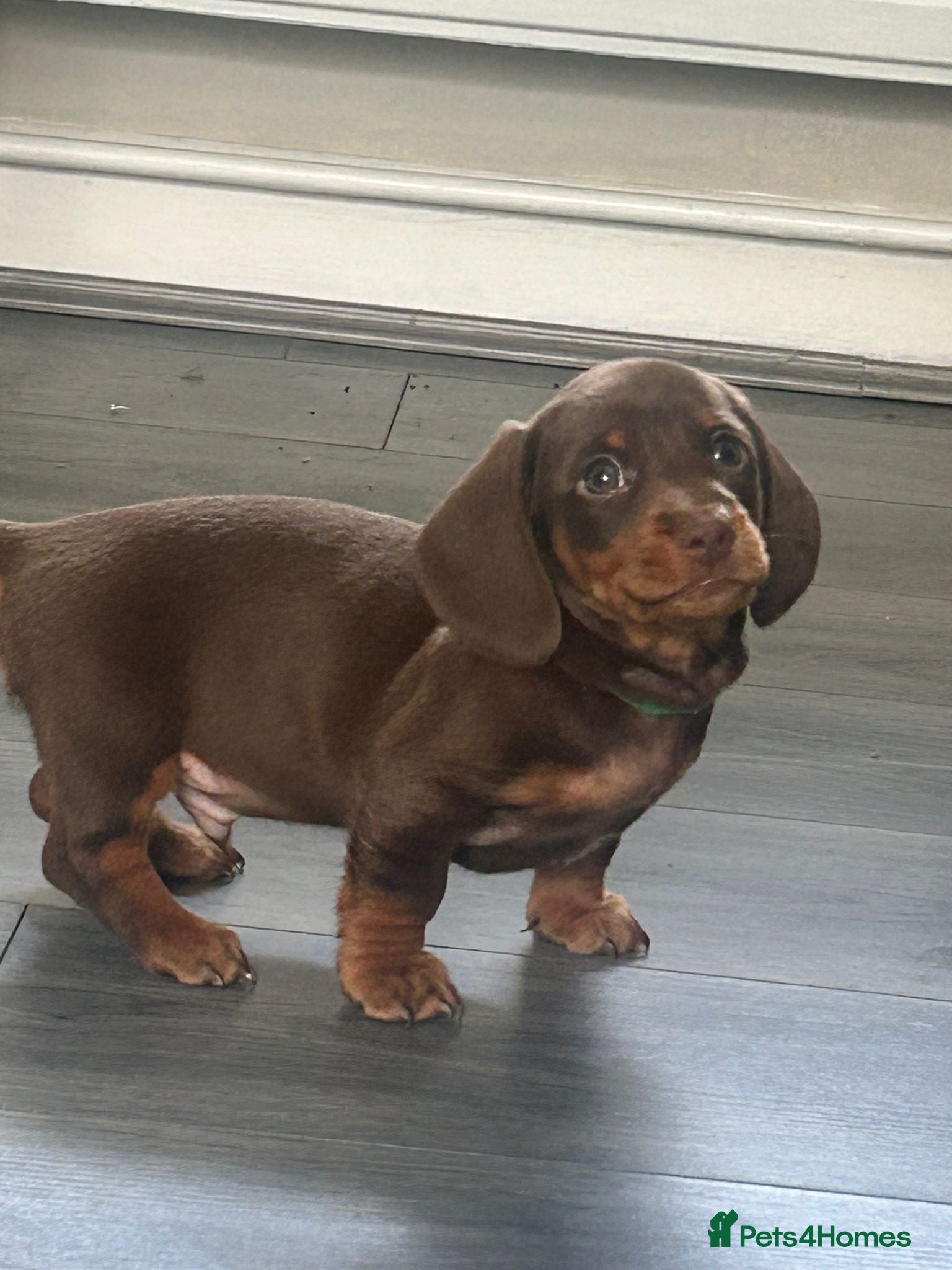 Miniature Dachshund dogs 4 Stunning miniature dachshund puppies ready soon - Advert 1