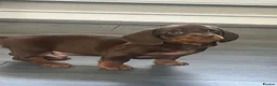 Miniature Dachshund dogs for sale: ✨2 miniature dachshund puppies READY TO LEAVE✨ - Advert 9