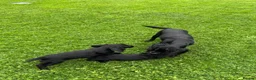 Sprocker dogs for sale: Two Black Sprockers - Advert 16