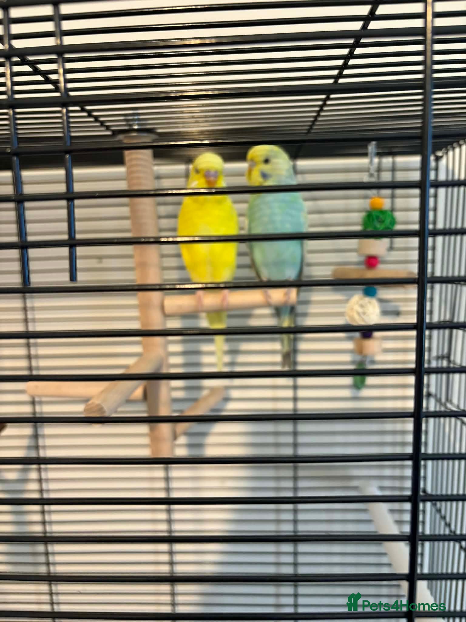 Budgerigars birds Pretty male and female budgies for sale - Advert 1