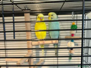 Budgerigars birds Pretty male and female budgies for sale - Advert 1