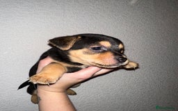 Jack Russell dogs for sale: Jack Russel puppies ready now! Dob is wrong - Image 5