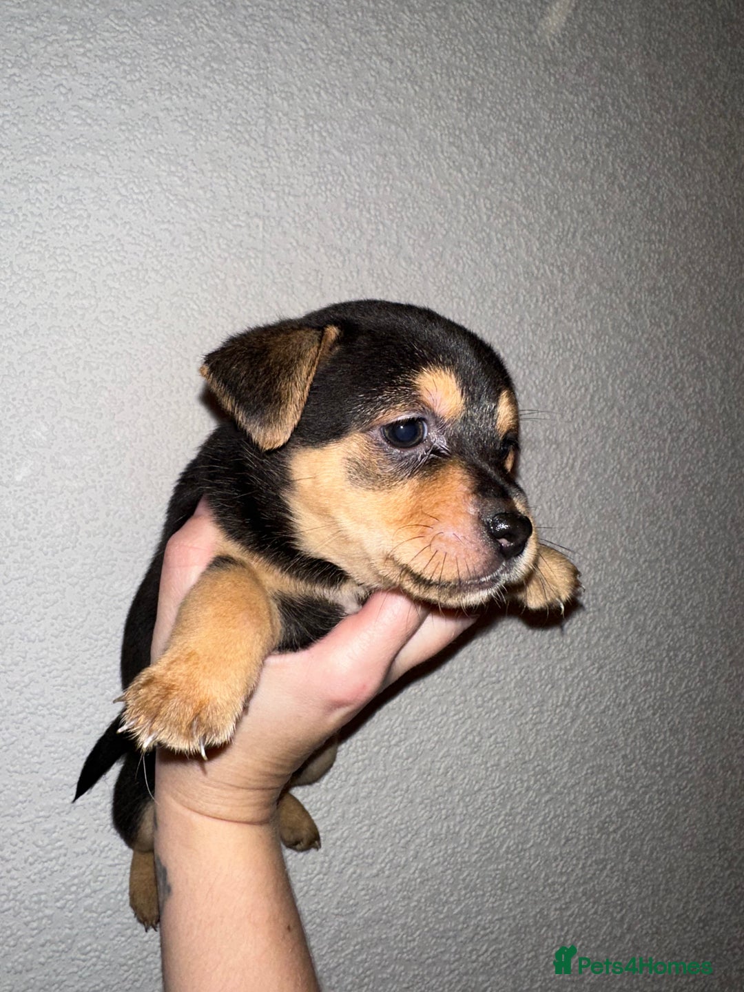 Jack Russell dogs for sale: Jack Russel puppies ready now! Dob is wrong - Image 5