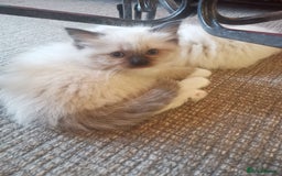 Ragdoll cats for sale: Beautiful Ragdoll Kittens - Image 26