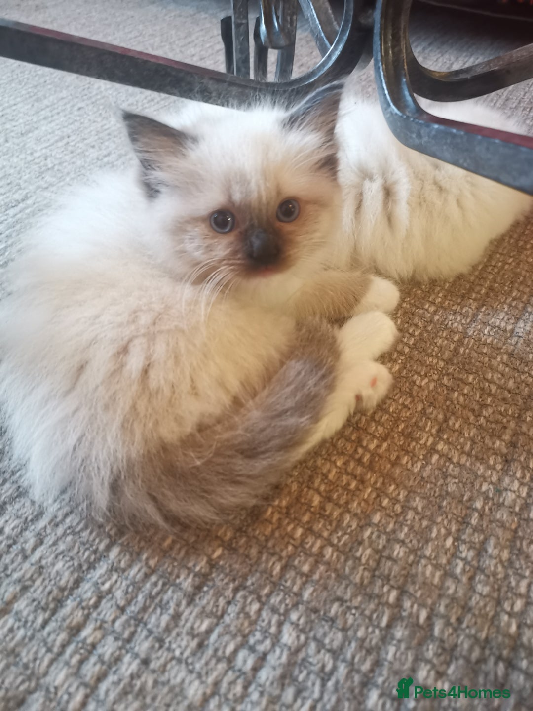 Ragdoll cats for sale: Beautiful Ragdoll Kittens - Image 26