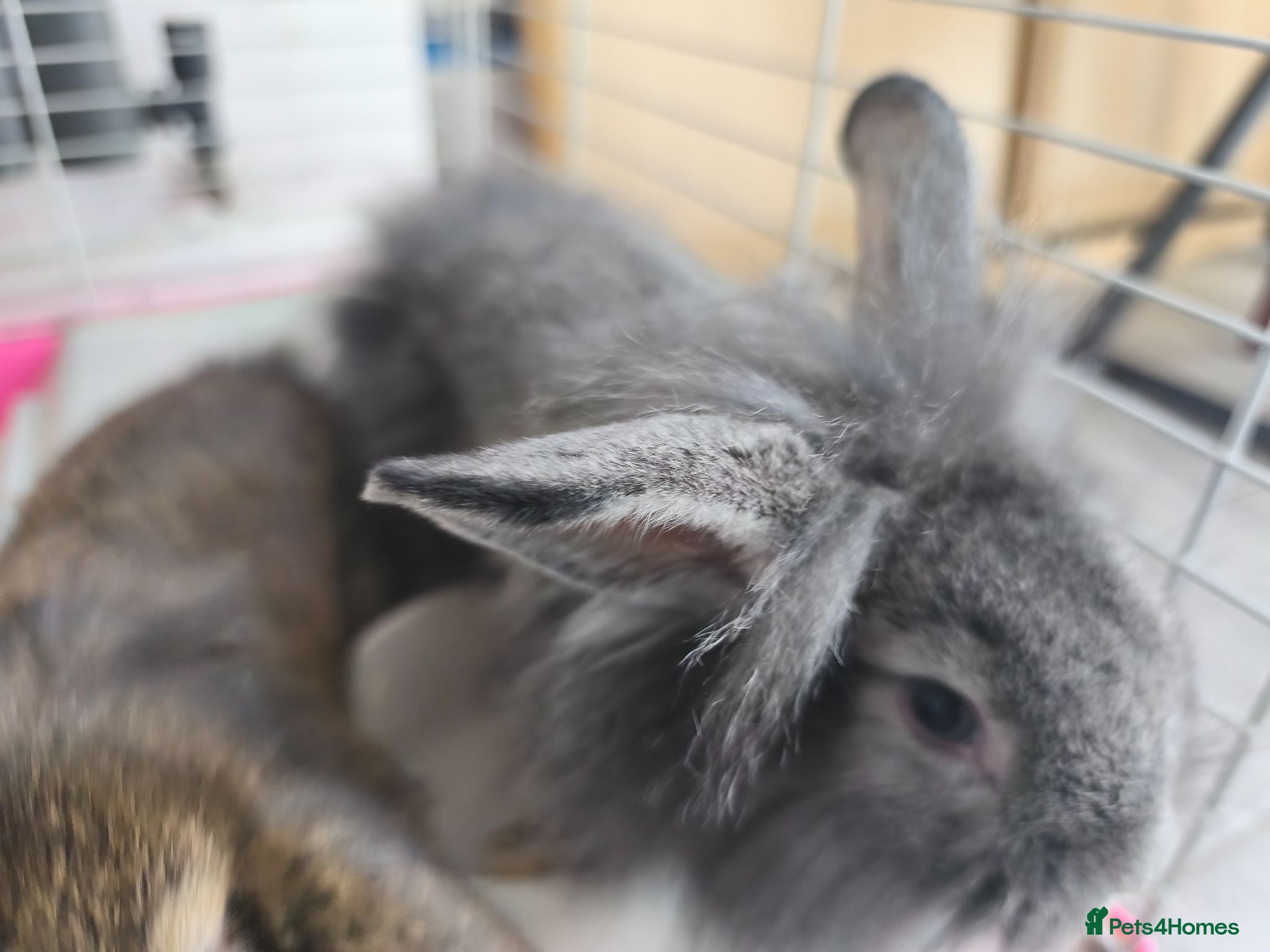 Mini Lop rabbits Rare Mini Lion Lops ready 10th July  - Advert 1