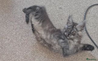 Maine Coon cats Maincoons wihtout papers  - Advert 2