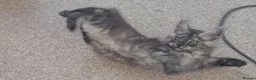 Maine Coon cats for sale: Maincoons wihtout papers price drop.  - Advert 10