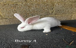 Continental Giant rabbits for sale: Pure continental giant rabbits - Image 10